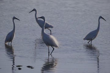 News and sightings to week ending 27 July